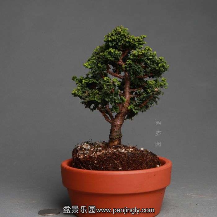 bonsai1404204.jpg