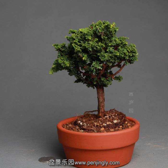 bonsai1404205.jpg