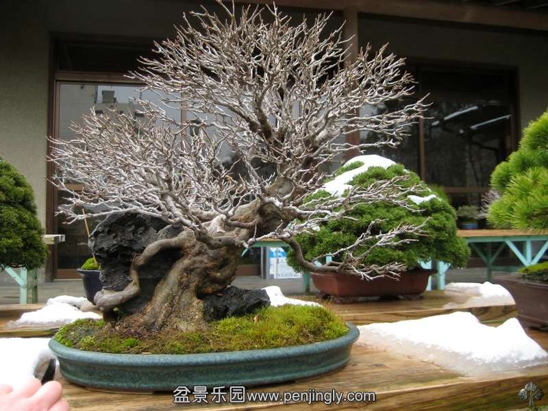 fuyoen_in_omiya_bonsai_village_20111228_1030823875.jpg