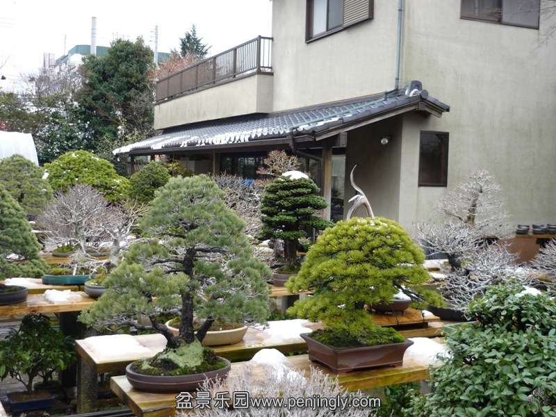 fuyoen_in_omiya_bonsai_village_20111228_1048903129.jpg
