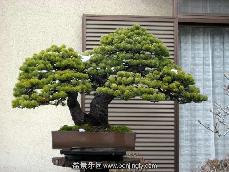 fuyoen_in_omiya_bonsai_village_20111228_1606523233.jpg