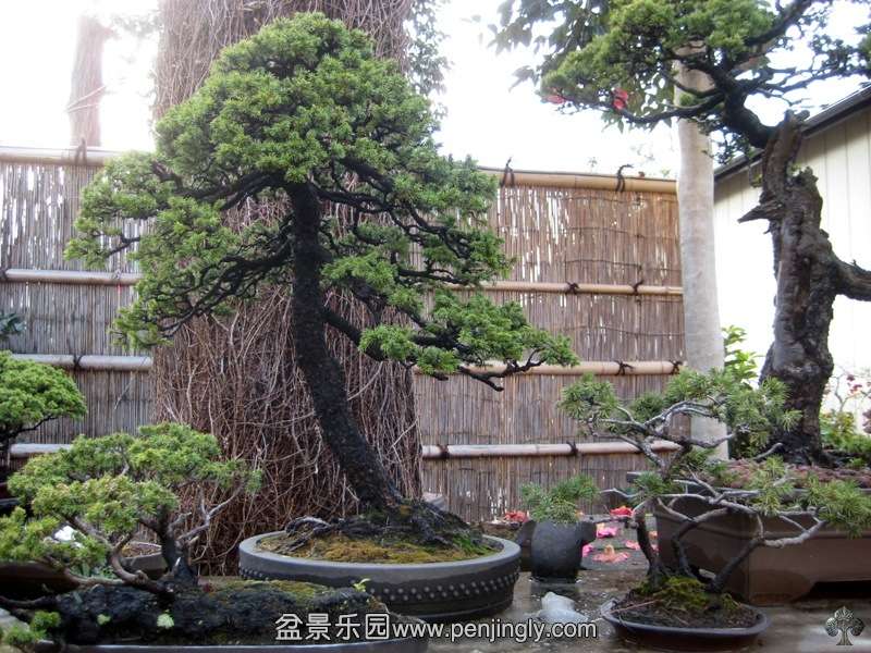 kyukuen_in_omiya_bonsai_village_20111228_1781459948.jpg