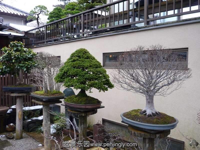 seikoen_in_omiya_bonsai_village_20111228_1538937282.jpg