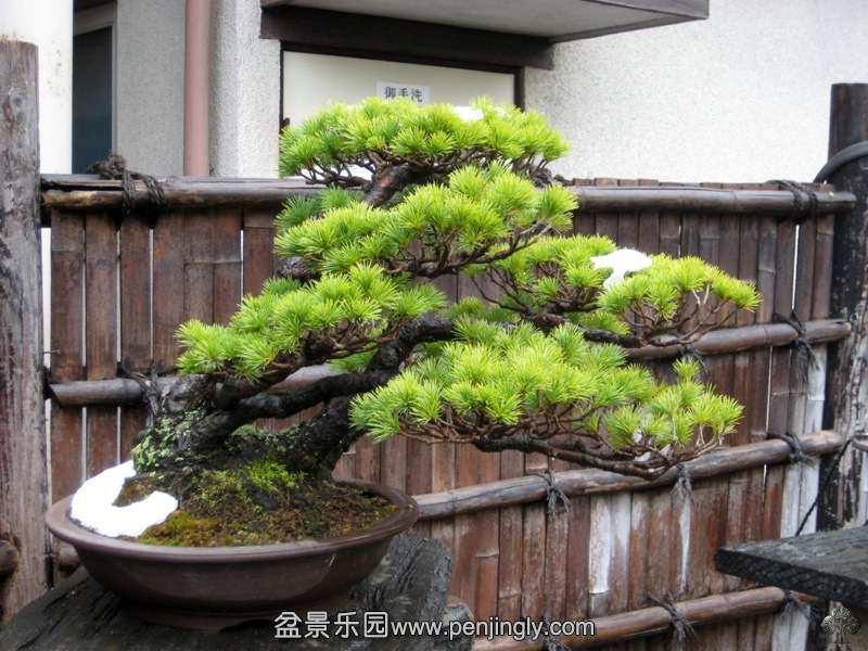 tojuen_in_omiya_bonsai_village_20111228_1068062670.jpg