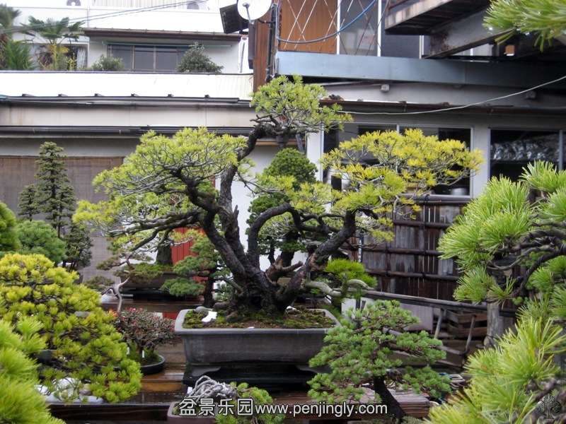 tojuen_in_omiya_bonsai_village_20111228_1370685327.jpg