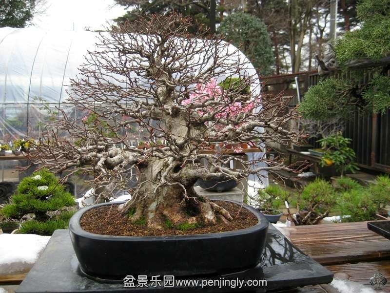 tojuen_in_omiya_bonsai_village_20111228_1706172393.jpg