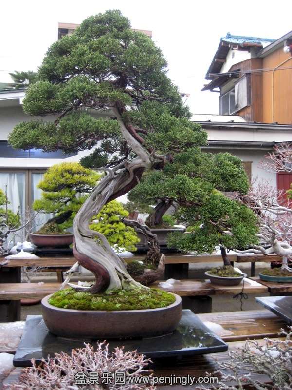 tojuen_in_omiya_bonsai_village_20111228_1842341485.jpg