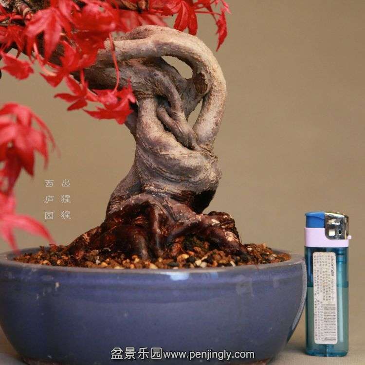 bonsai14042402.jpg