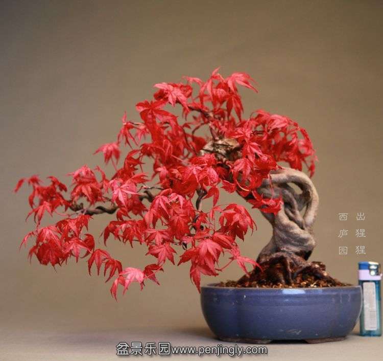 bonsai14042401.jpg