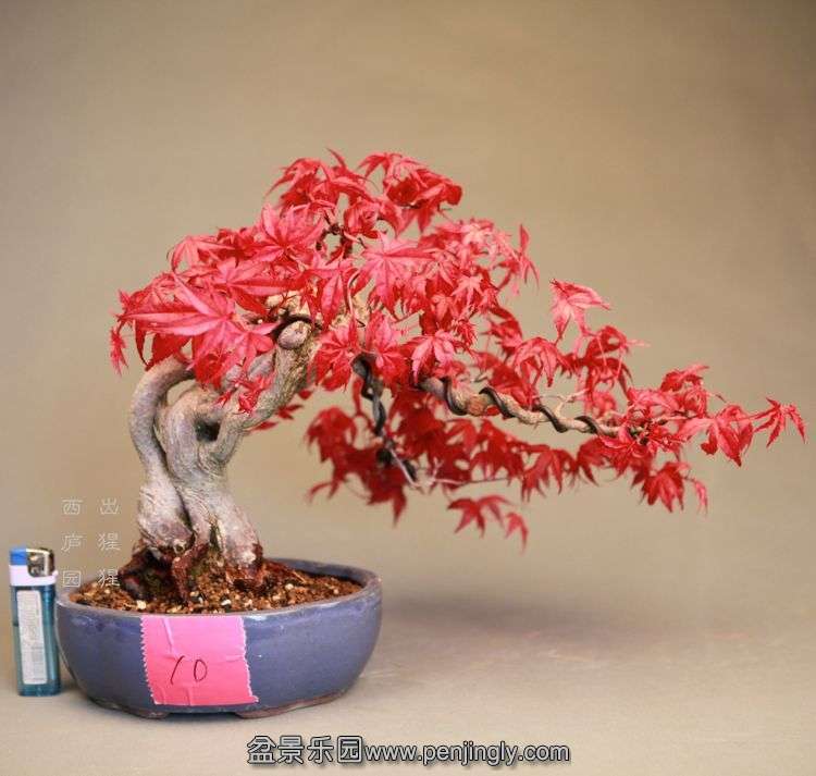 bonsai14042404.jpg