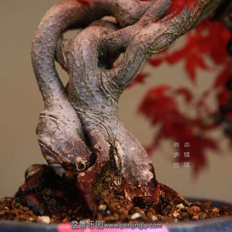 bonsai14042405.jpg