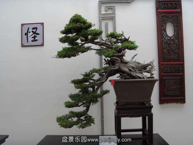 SDC13026.JPG