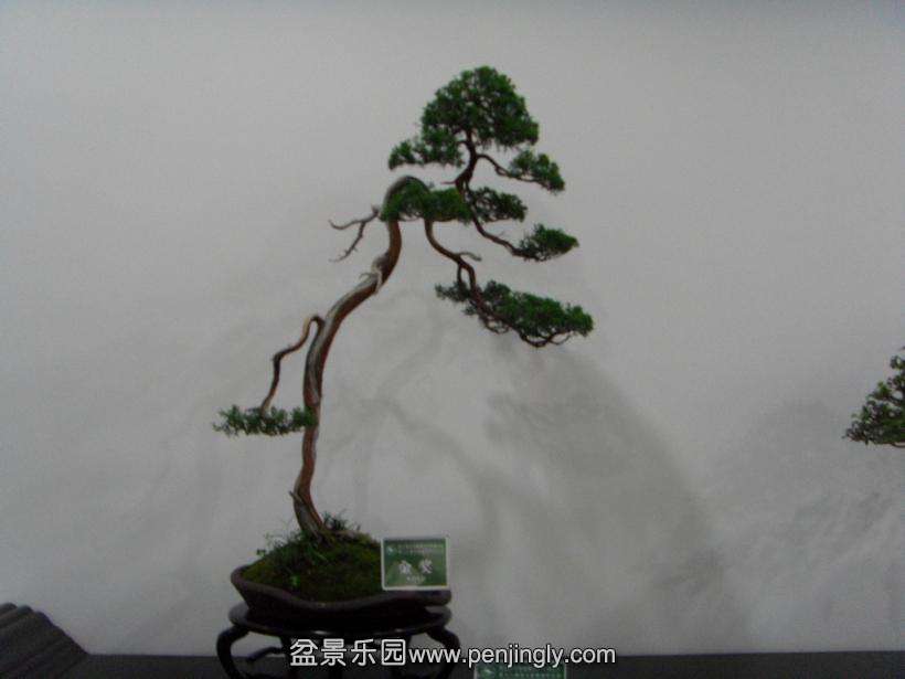 SDC13031.JPG