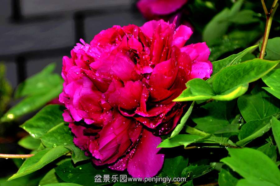 _DSC0065_z.jpg