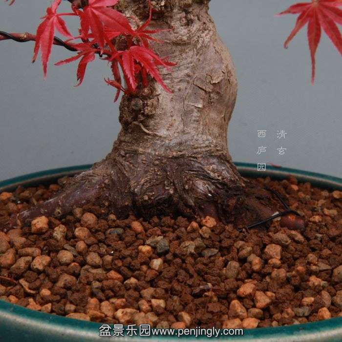 bonsai1404262.jpg