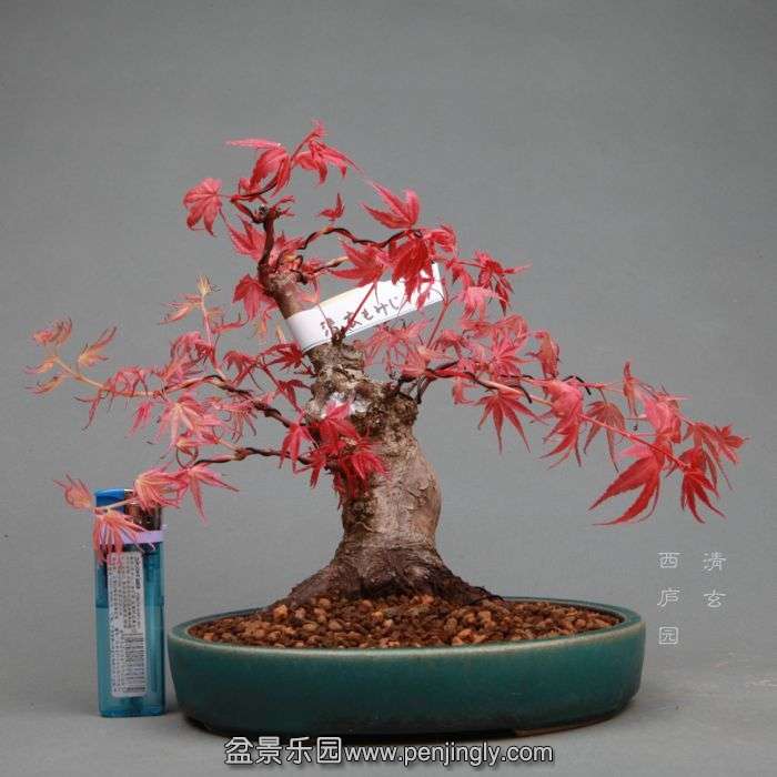 bonsai1404261.jpg