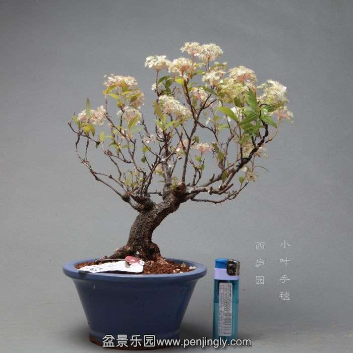 bonsai1404271.jpg