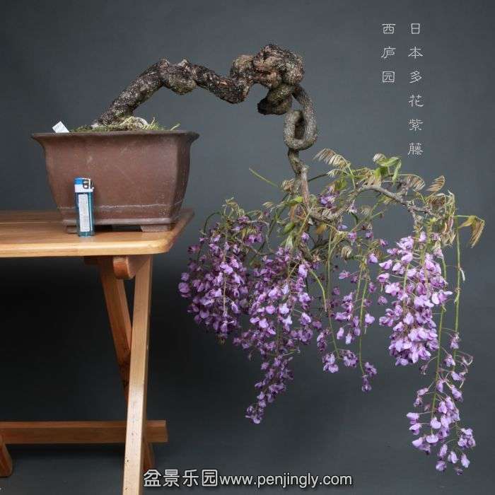 bonsai1404274.jpg