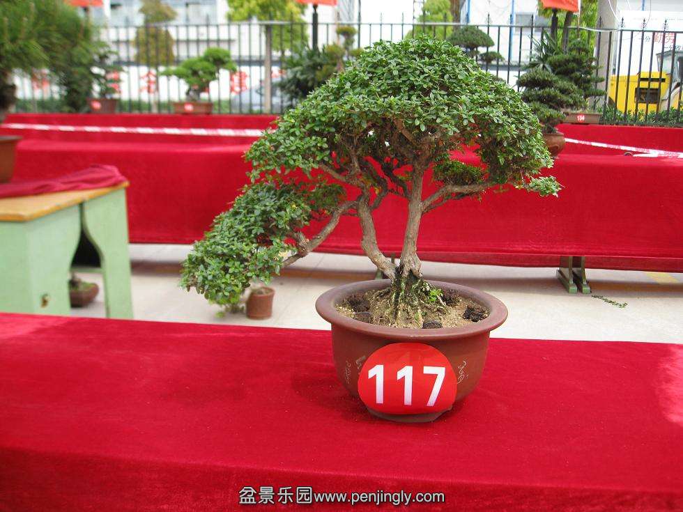 Ƭ 16723.jpg