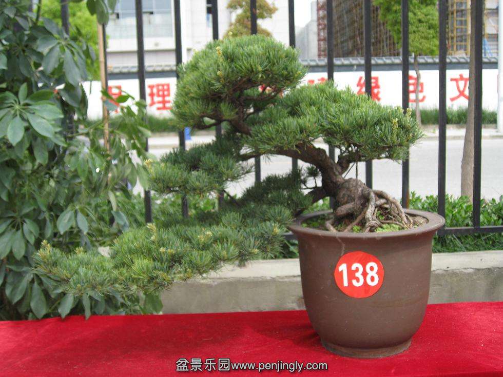 Ƭ 16737.jpg
