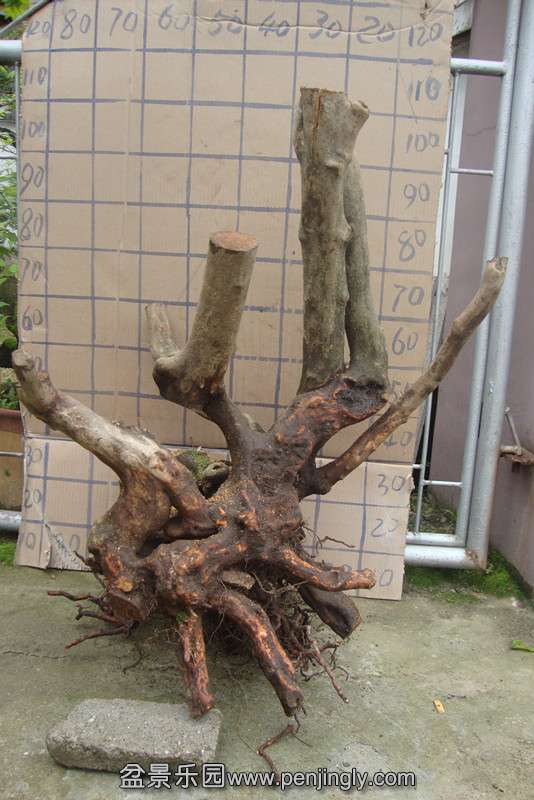 DSC02329_.jpg