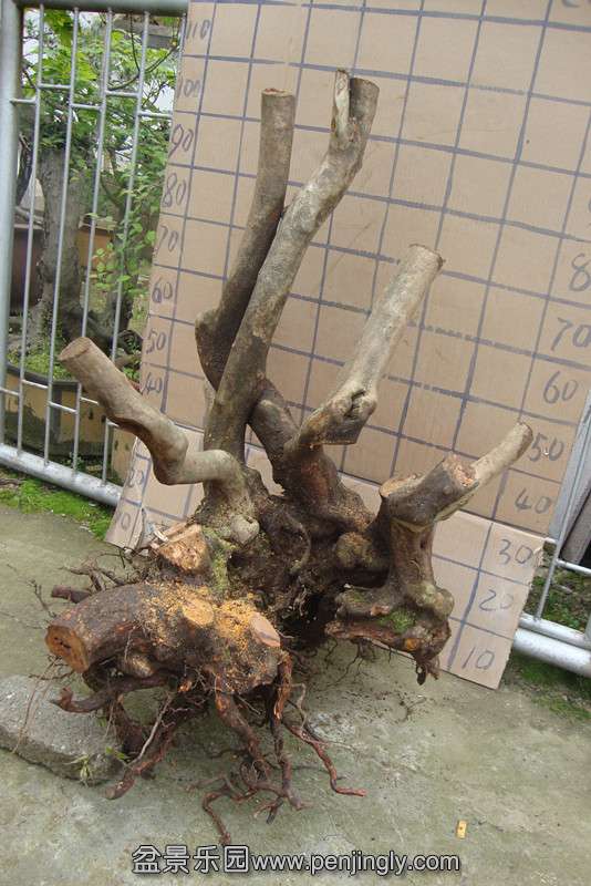 DSC02330_.jpg