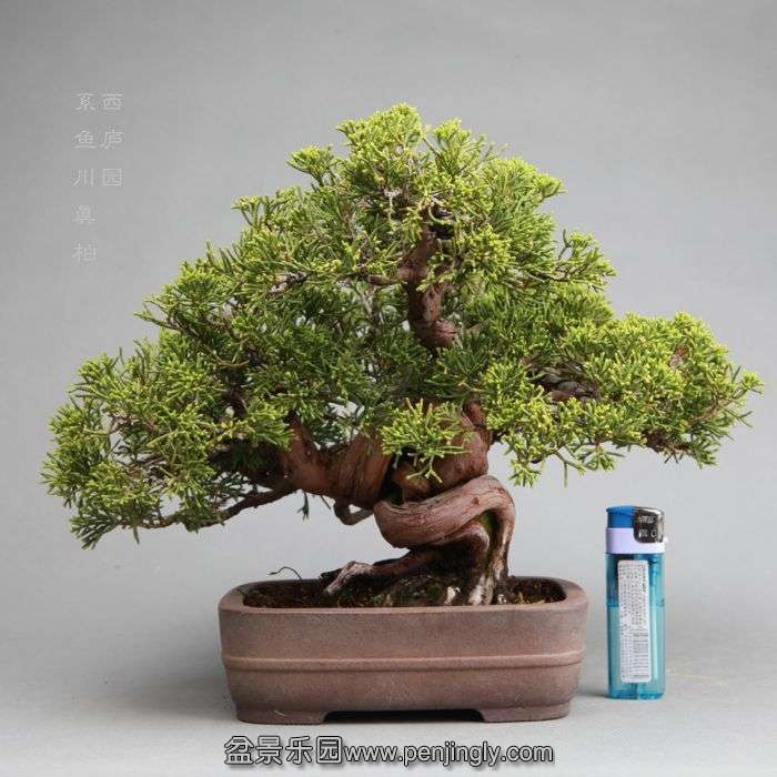 bonsai14042801.jpg