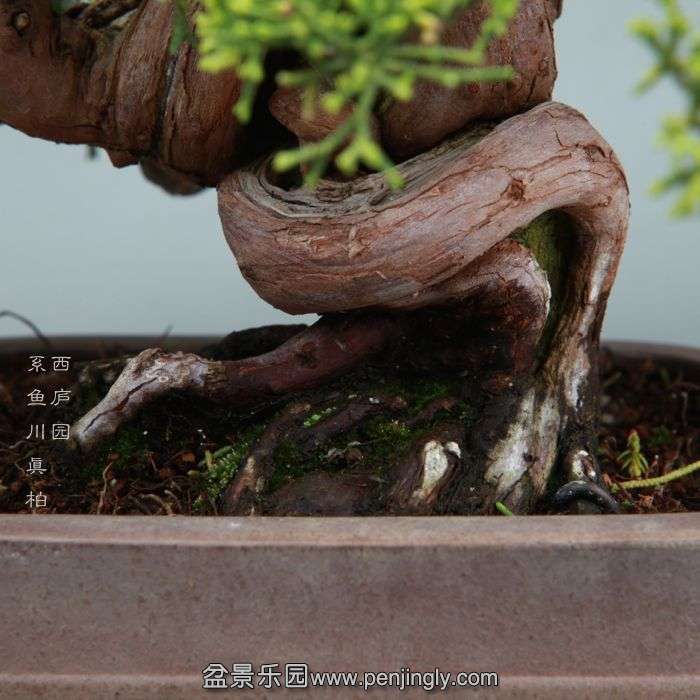 bonsai14042802.jpg