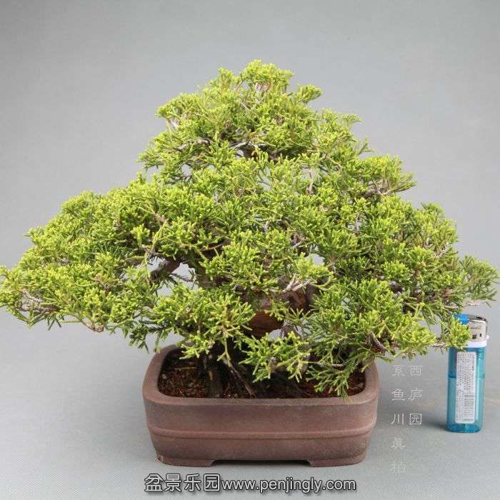 bonsai14042803.jpg