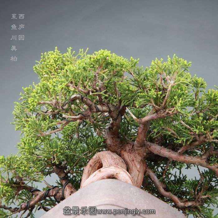 bonsai14042804.jpg