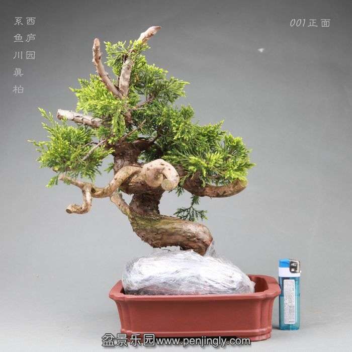 bonsai14042805.jpg