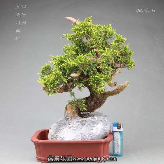 bonsai14042806.jpg