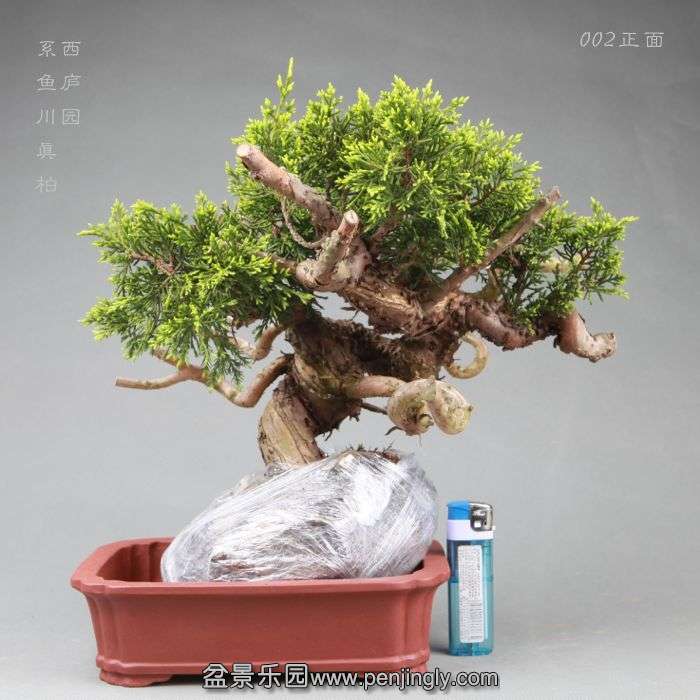 bonsai14042807.jpg