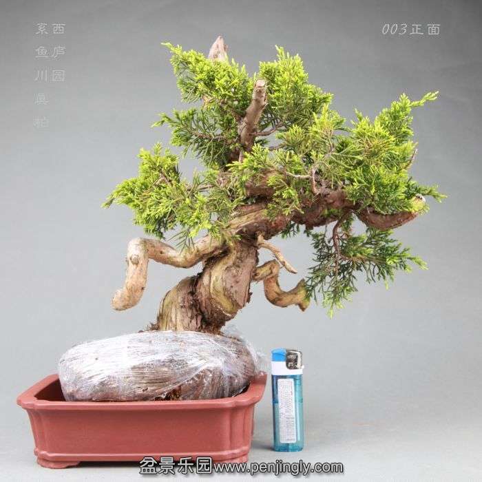 bonsai14042809.jpg