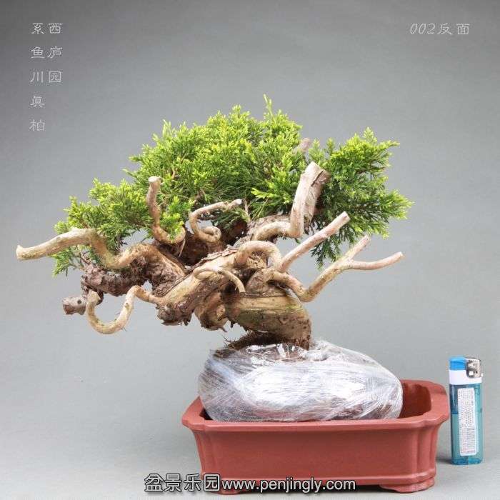 bonsai14042808.jpg