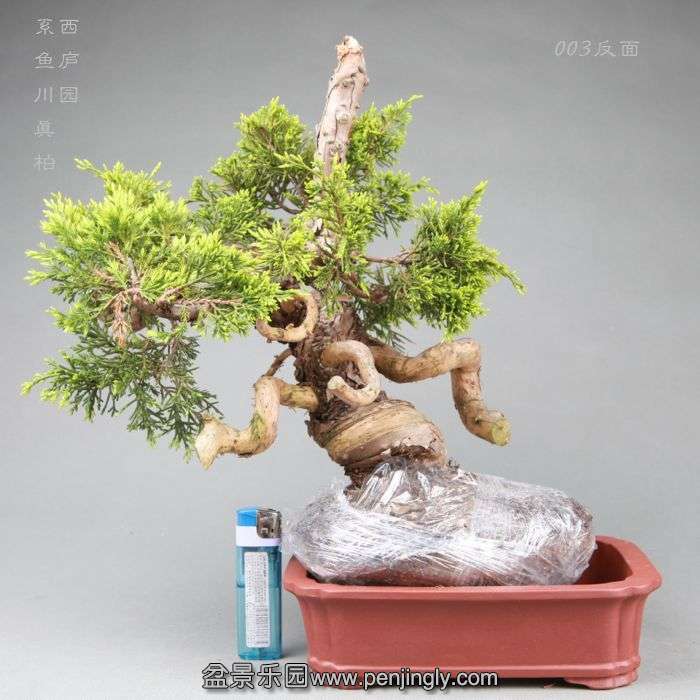 bonsai14042810.jpg