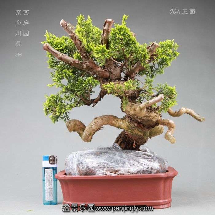 bonsai14042811.jpg