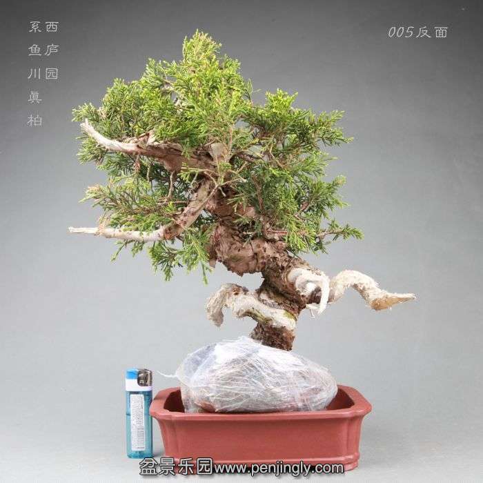 bonsai14042814.jpg