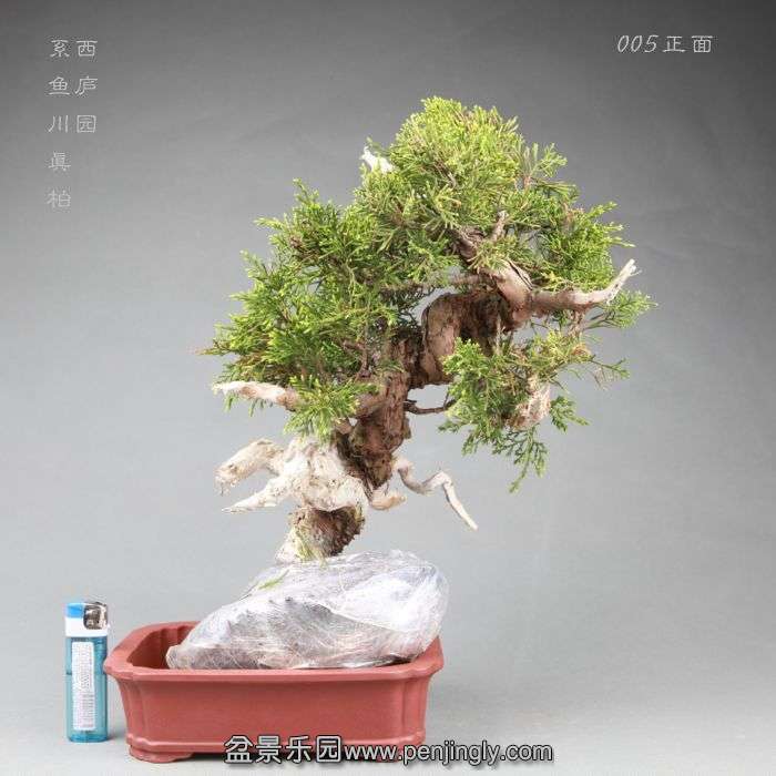 bonsai14042813.jpg