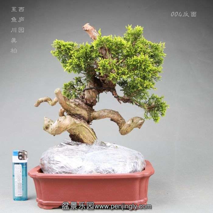 bonsai14042812.jpg