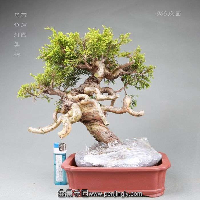 bonsai14042816.jpg