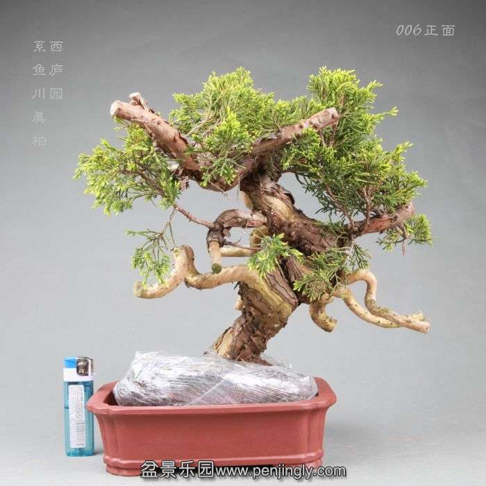 bonsai14042815.jpg