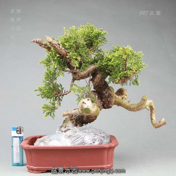 bonsai14042817.jpg