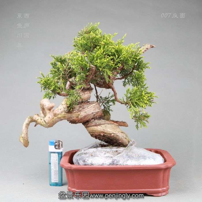 bonsai14042818.jpg