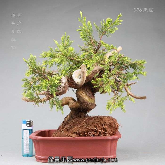 bonsai14042819.jpg