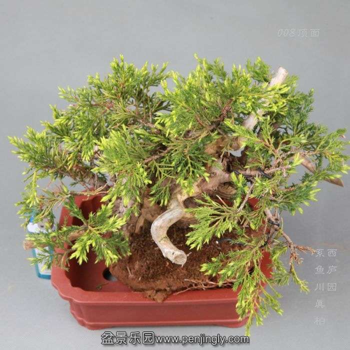 bonsai14042820.jpg