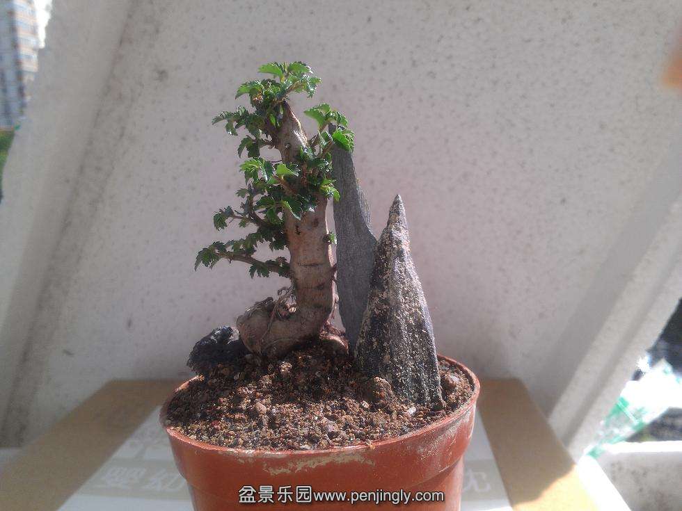IMAG0806.jpg