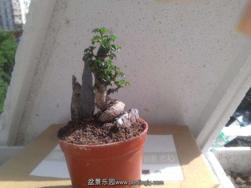 IMAG0807.jpg