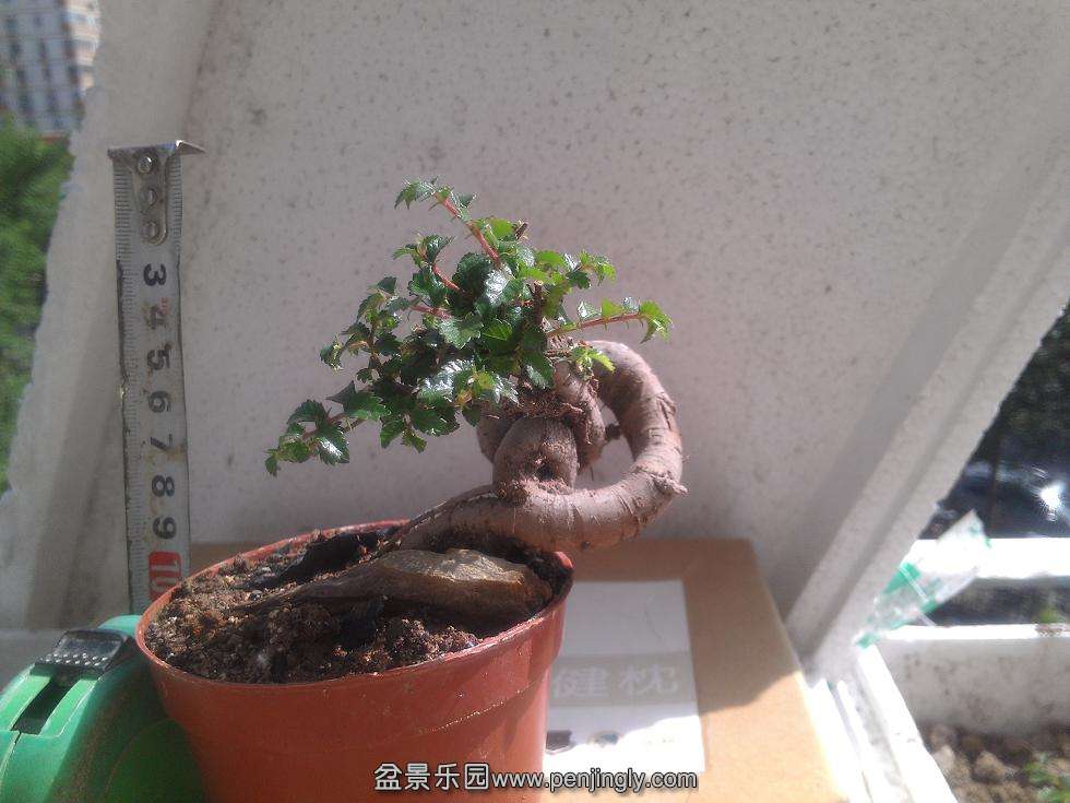 IMAG0804.jpg
