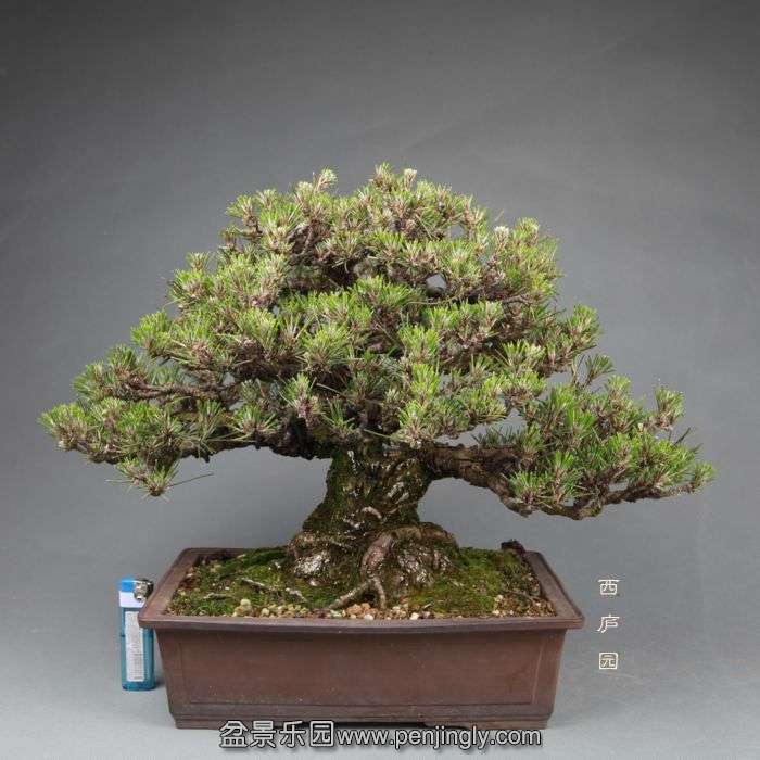 bonsai14050201.jpg